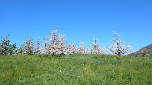 überall Kirschbäume in voller Blüte