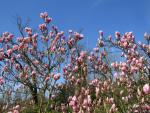 schöne Magnolien können wir bestaunen