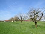 Zugerland ist Kirschenland