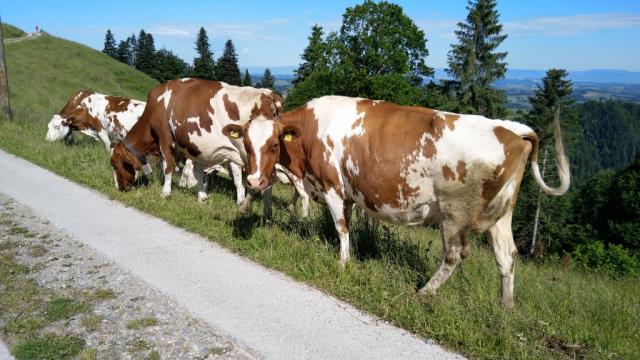 neugierige Kühe am Wegesrand