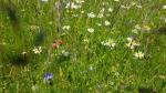 wir bestaunen wunderschöne Blumenwiesen