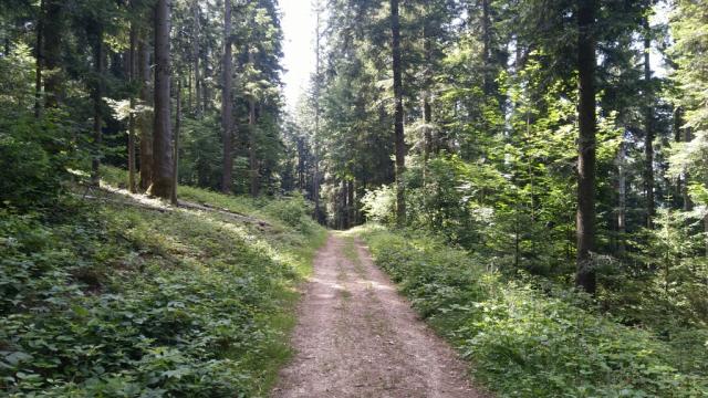 zwischendurch tauchen wir in einem Wald hinein...