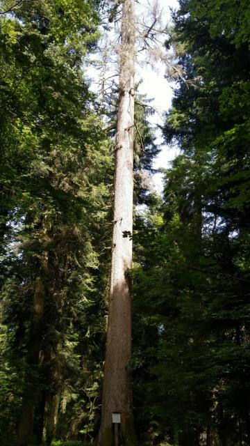 im Dürsrütiwald bestaunen wir die 350 Jahr alte und 57 Meter hohe mächtige Weisstanne