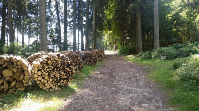 der sehr schöne Wanderweg führt oberhalb von Konolfingen durch den Wald