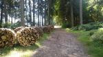 der sehr schöne Wanderweg führt oberhalb von Konolfingen durch den Wald