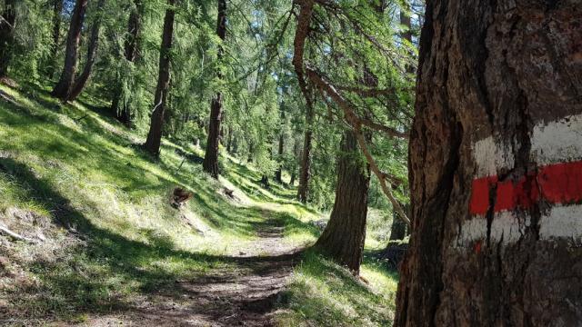 die Via Engiadina taucht in einem Lärchenwald hinein