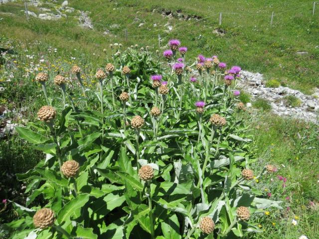 so viele Riesen-Flockenblumen an einem Ort, haben wir noch nie gesehen