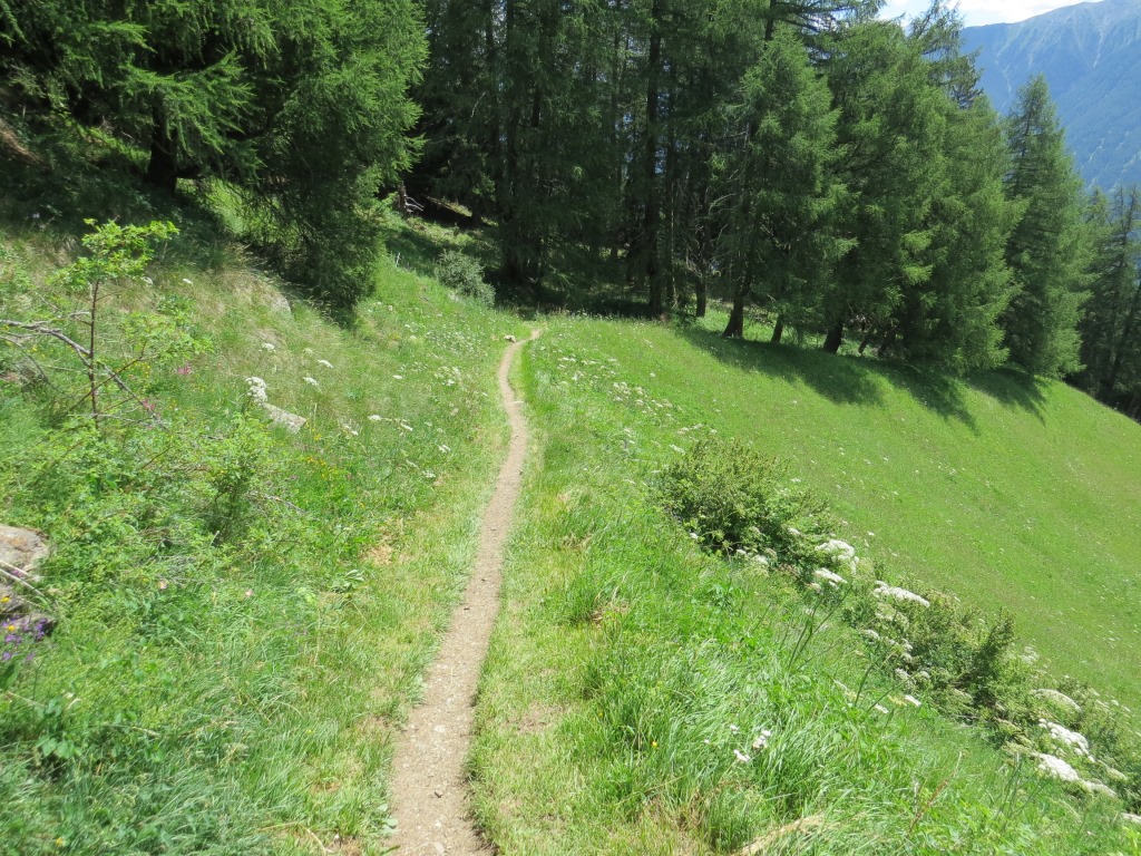 abwechselnd durchqueren wir Lichtungen und Lärchenwälder