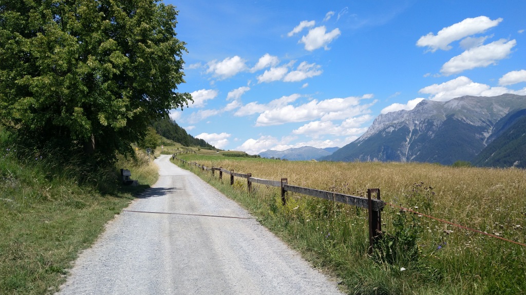 der sehr schöne Höhenweg führt uns durch die Blumenwiesen und Weiden von Battaglia...