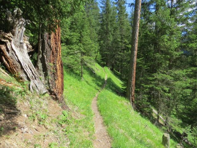 wir durchwandern einen märchenhaften Lärchenwald