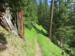 wir durchwandern einen märchenhaften Lärchenwald