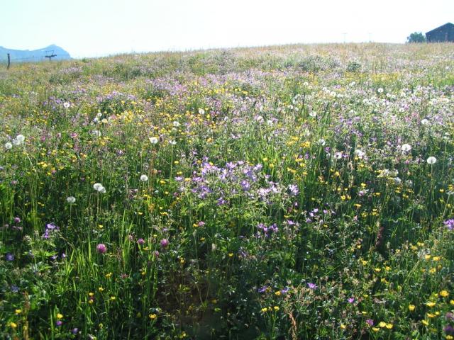 eine super schöne Blumenwiese