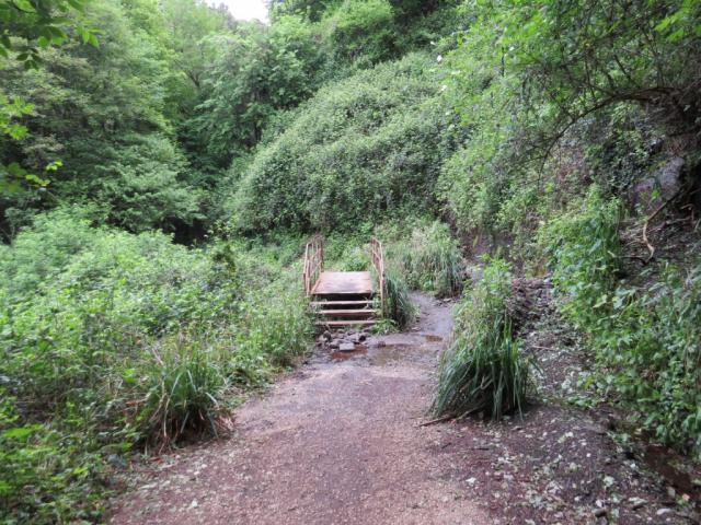 der Weg führt über Holzbrücken und durch einen Dschungel ähnlichen Wald