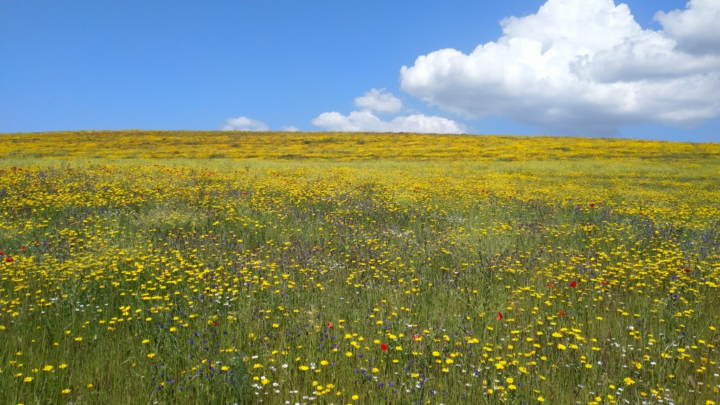 unglaublich! alles gelbe Margeriten