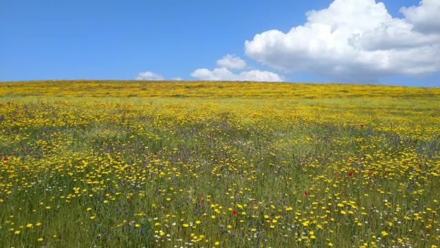 unglaublich! alles gelbe Margeriten