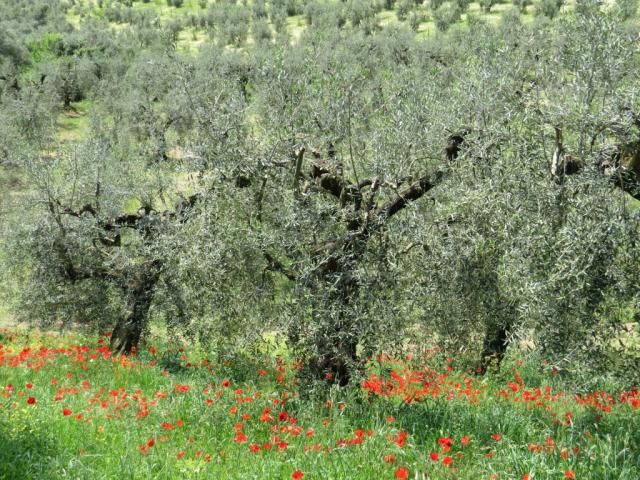 die Via Francigena del Sud führt uns nun durch Olivenhaine