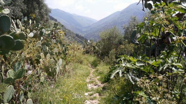 der schöne Wanderweg führt uns zwischen riesigen Kakteen und Feigenbäumen