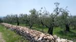 in der Ebene angekommen führt uns die Via Francigena del Sud alles an Olivenbäumen weiter Richtung Sermoneta