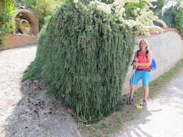 unser Rosmarin im Garten ist nicht so gross