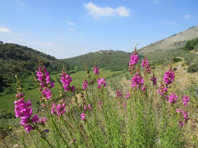 auch heute zeigt sich die Natur mit einer riesigen Auswahl an Blumen