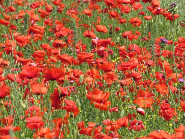 während dem Wandern bestaunen wir riesige Mohnblumenfelder