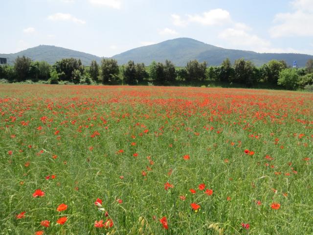 ...Kornfelder mit Mohnblumen vorbei