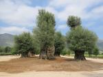 schon der Park mit seinen uralten Olivenbäume ist eine Augenweide