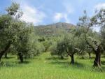 links von uns ziehen sich die Olivenhainen die Berghänge hinauf