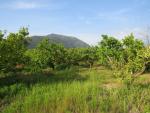 nach der Mittagspause wandern wir durch Orangenplantagen Richtung Fondi