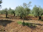 Olivenplantagen nicht nur in der Ebene,