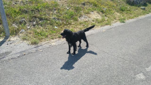 plötzlich taucht ein Hund auf und wird uns die nächsten 2 Stunden begleiten. Wir nennen in Nero