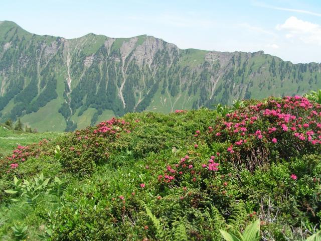 zurück zur Lidernen Hütte