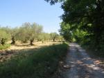 wir kommen einem wichtigen Schritt auf der Via Francigena immer näher