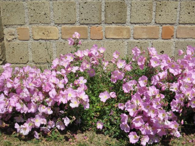 mit Blumen werden wir in Campania (Kampanien) begrüsst