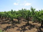 schlagartig ändert sich die Landschaft. Obstbäume beherrschen nun das Panorama