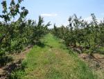 Obstbäume soweit das Auge reicht