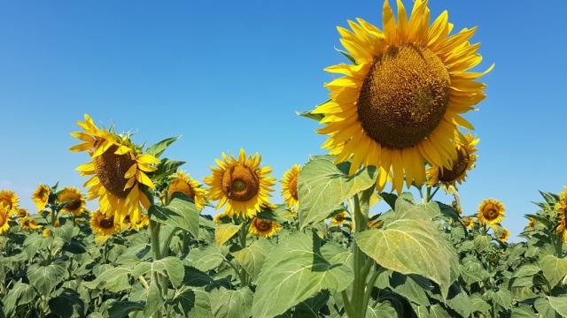 riesige Sonnenfelder können bestaunt werden