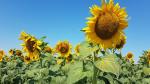 riesige Sonnenfelder können bestaunt werden