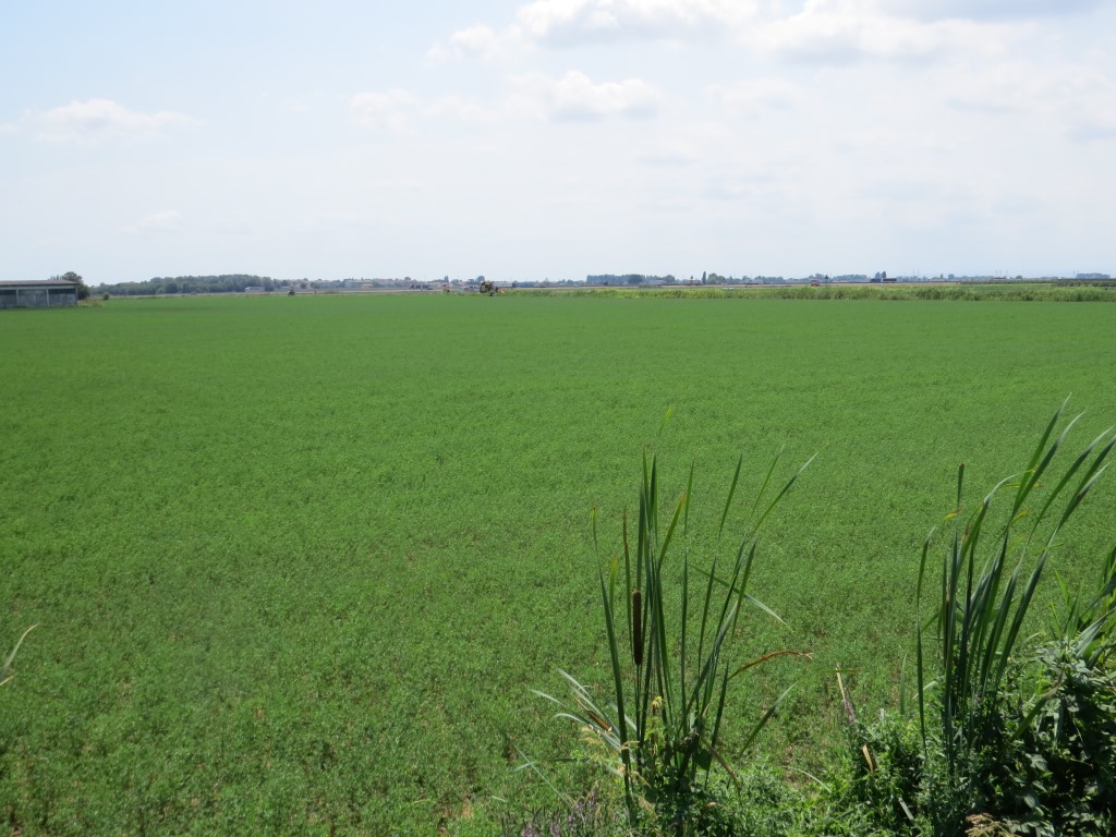 riesige Alfalfa Felder. Die Pflanze wird für Viehfutter angepflanzt