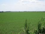 riesige Alfalfa Felder. Die Pflanze wird für Viehfutter angepflanzt