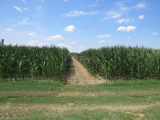 oder neben Maisfelder