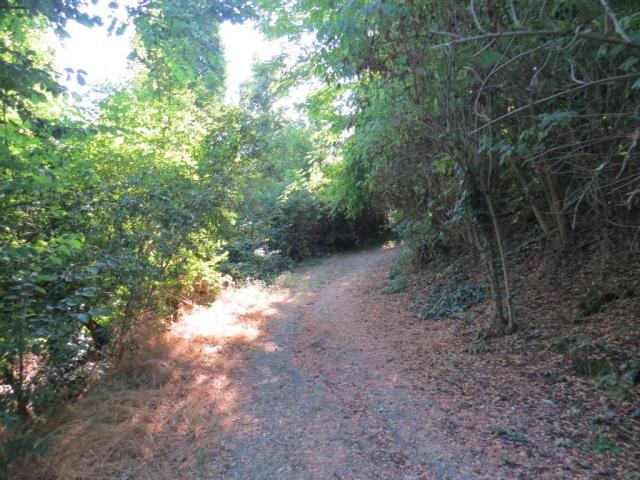 der Cammino di Sant' Antonio zieht in den Wald hinein...