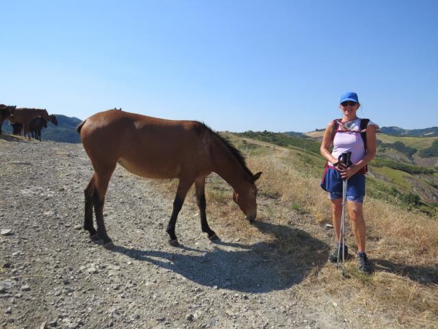 meine Maus würde gerne auf so einem Pferd reiten