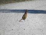 plötzlich huscht vor uns ein Fasan Weibchen über die Strasse