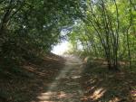 zwischendurch führt uns der Camino durch schatten spendende Wälder