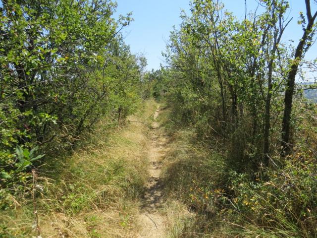 der Wanderweg führt uns zwischen Hecken...