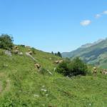 Kühe auf Alp Wannelen