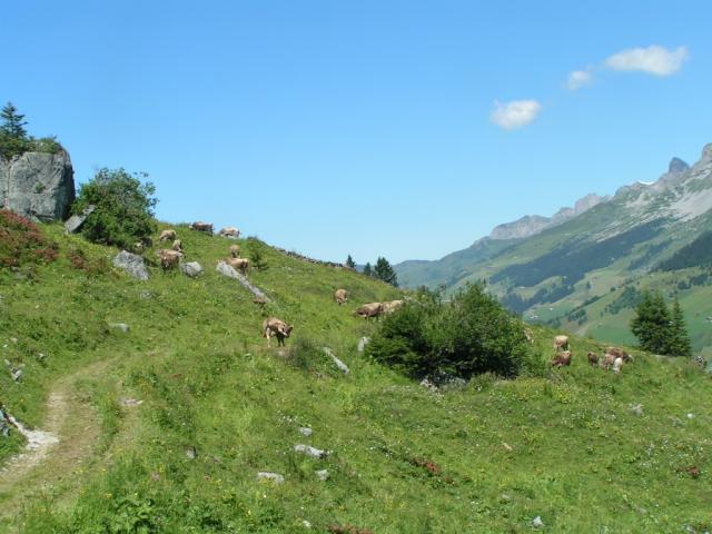 Kühe auf Alp Wannelen