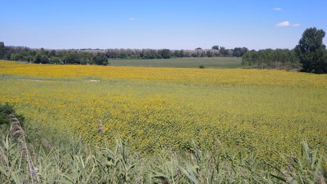 während dem wandern blicken wir auf riesige Sonnenblumenfelder...