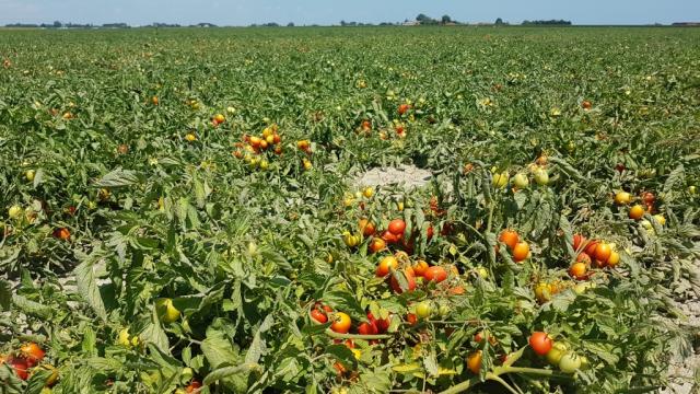 oder auf Tomatenfelder bis an den Horizont